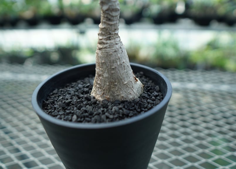 フィランサス ミラビリス Phyllanthus mirabilis | mana's far