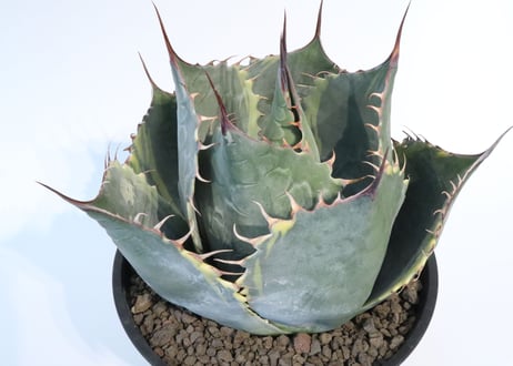 アガベ　パラサナ　ファイヤーボール