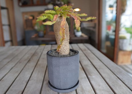 ユーフォルビア　ステラータ　Euphorbia stellata