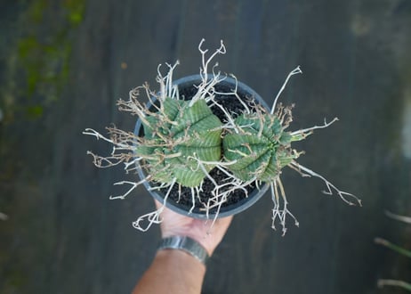 ユーフォルビア　スーパーバリダ　Euphorbia super valida  No.1