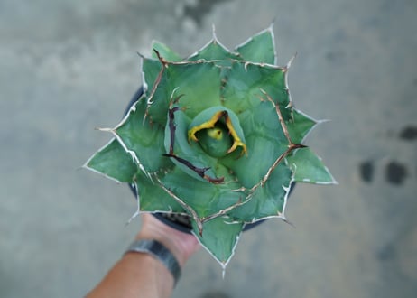 アガベ　チタノタ　FO-76　agave titanota  FO-76