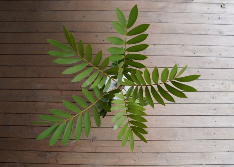 ザミア フロリダーナ Zamia floridana | mana's farm:塊根植物・ア