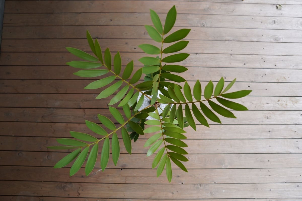 ザミア フロリダーナ Zamia floridana | mana's green:塊根植物販 ザミア フロリダーナ Zamia floridana | mana's green:塊根植物販