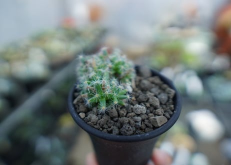 トリコディアデマ　デンサム（紫晃星）　Trichodiadema densum