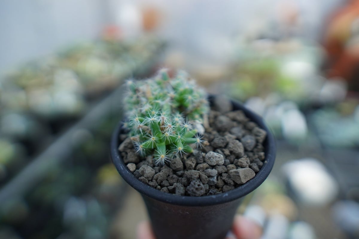 トリコディアデマ デンサム（紫晃星） Trichodiadema densum | mana'