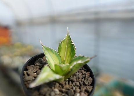アガベ　チタノタ錦　Agave titanota Variegated