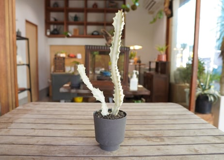 ユーフォルビア ホワイトゴースト Euphorbia lactea White Ghost