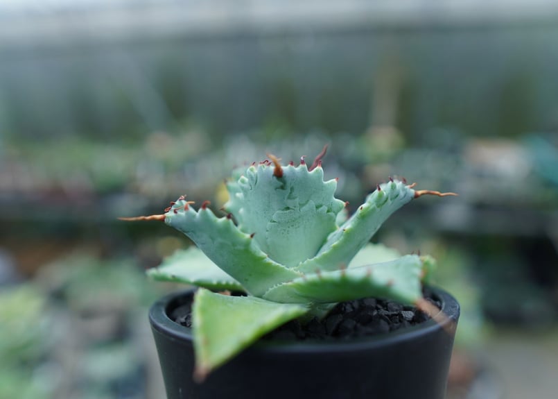 アガベ イシスメンシス Agave Isthmensis No.2 | mana's farm