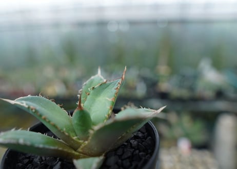 アガベ　チタノタ　FO-76　Agave titanota  FO-76　No.10