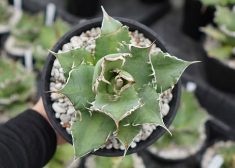 agave titanota 白鯨