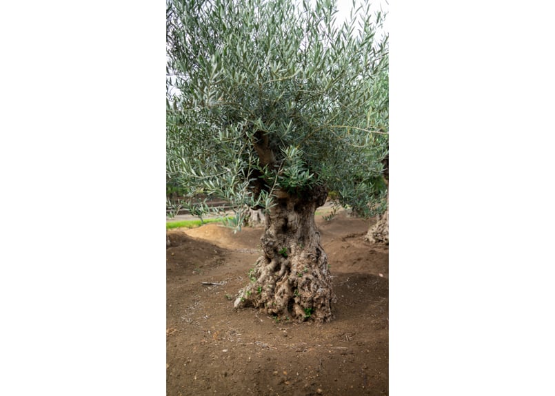 商談中。【超太幹】これぞ古木の風格｜代表選抜・輸入オリーブ