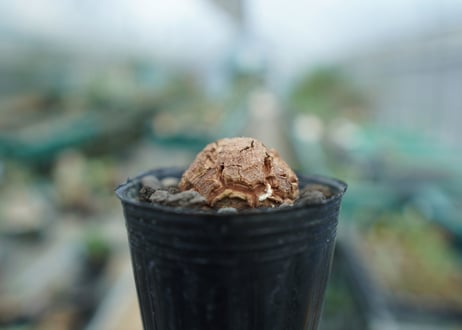 亀甲竜　Dioscorea elephantipes　No.6