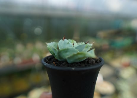 アガベ 白銀兜蟹 Agave isthmensis 'Shirogane'