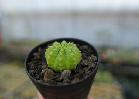 ユーフォルビア　オベサ　Euphorbia obesa  No.2