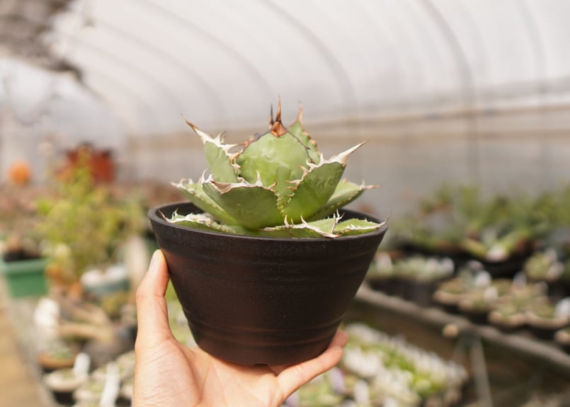 アガベ チタノタ FO-76 B NO.1 | mana's farm:塊根植物・アガベ・ドラ