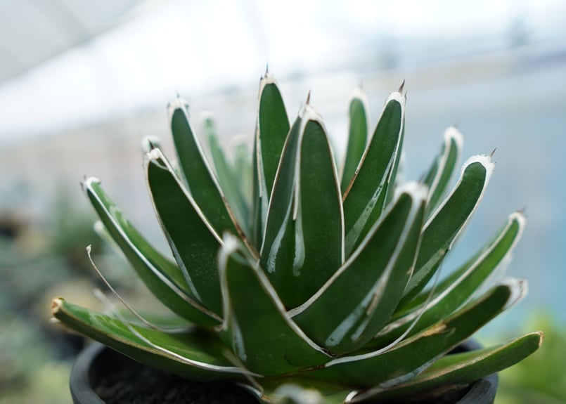 アガベ 笹の雪 Agave victoriae reginae | mana's farm:塊