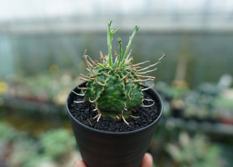 ユーフォルビア　バリダ　Euphorbia valida　No.6