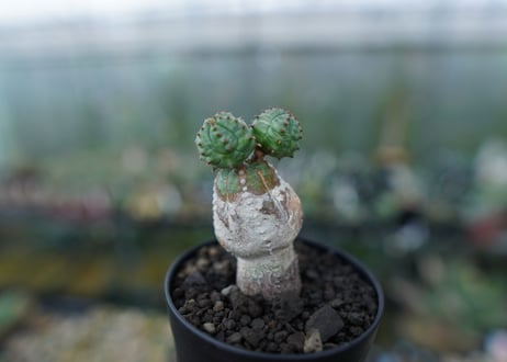 ユーフォルビア　オベサブロー　Euphorbia ObesaBlow No.3