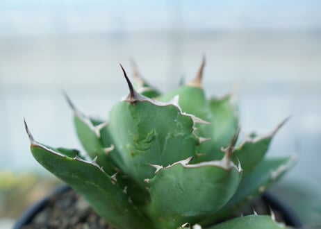 アガベ　チタノタ　FO-76　agave titanota  FO-76　No.1