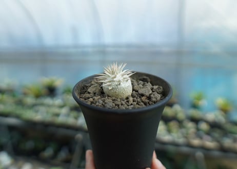パキポディウム　恵比寿大黒　Pachypodium Densicaule