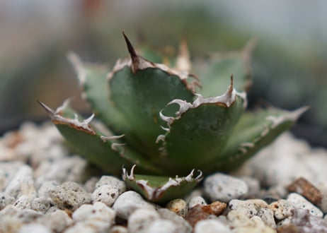 Agave titanota FO-76  E NO.2 (G)