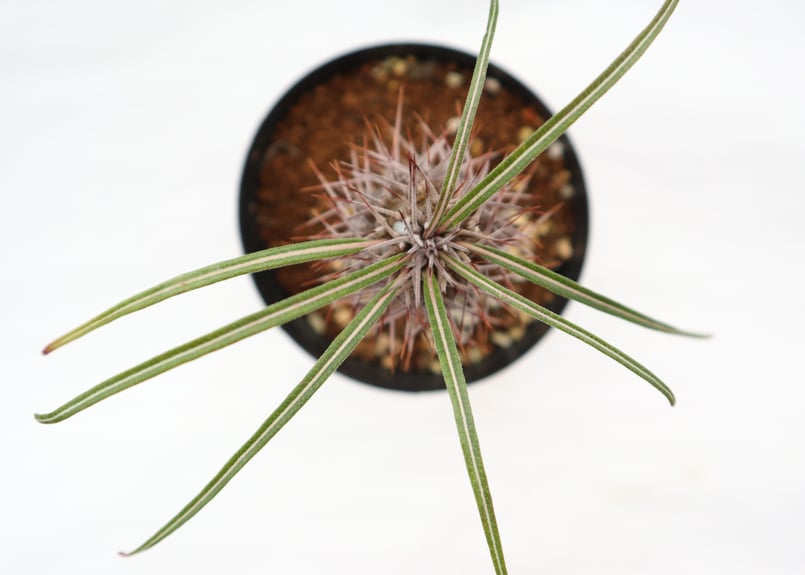 パキポディウム ミケア 国内実生 | mana's farm:塊根植物・アガベ