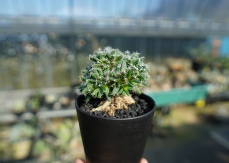 トリコディアデマ　デンサム　Trichodiadema densum  No.3