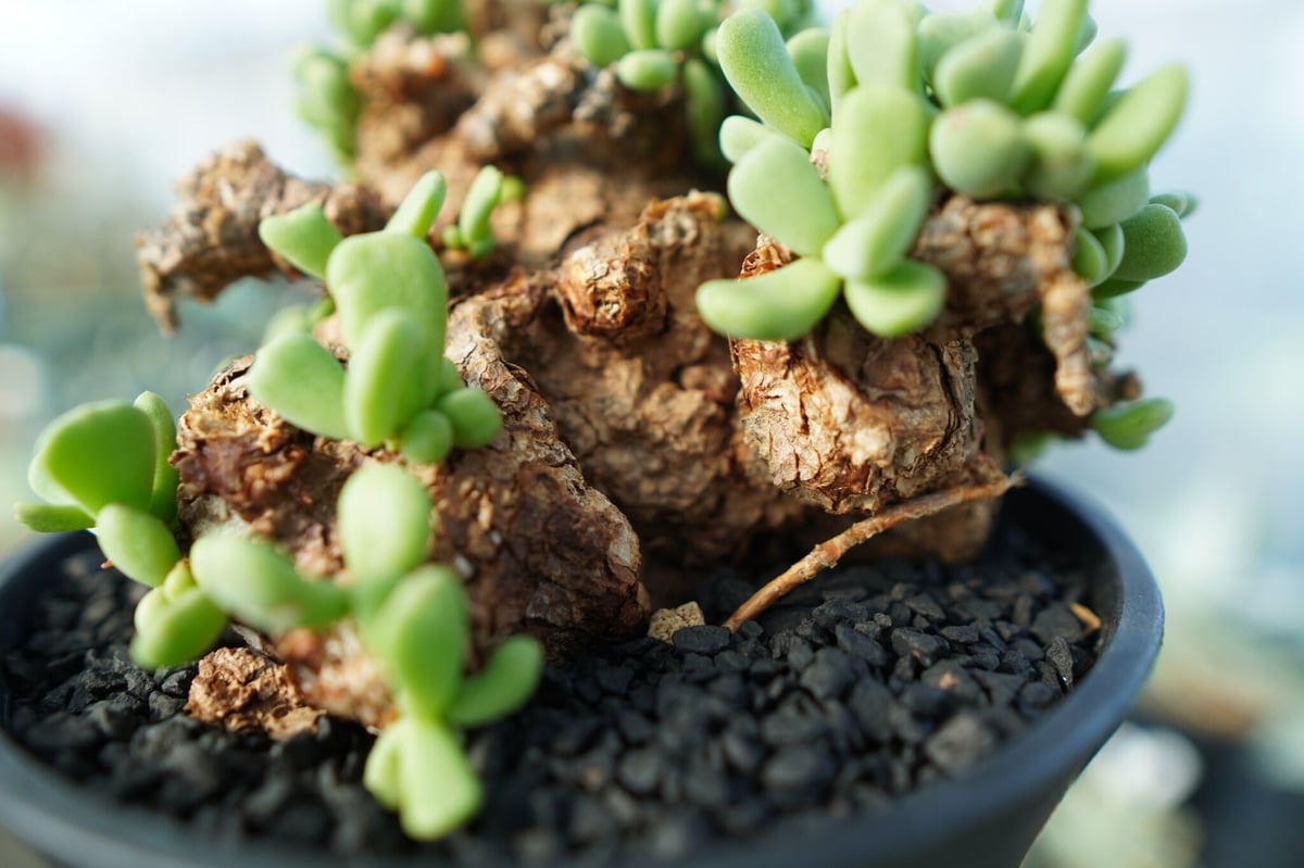 ケラリアピグマエヤ 現地球 （ケラリアピグマエア 実生 塊根5cm 観葉植物）