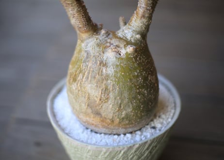 グラキリス　 Pachypodium Gracilius