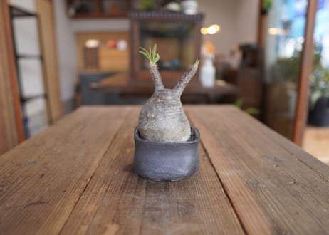 パキポディウム　グラキリス　 Pachypodium Gracilius