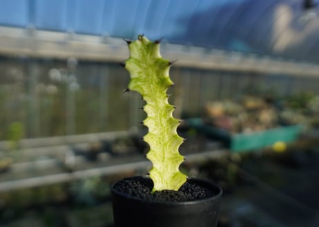 ユーフォルビア　イエローゴースト　Euphorbia lactea Yellow Ghost