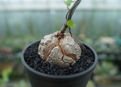 亀甲竜　Dioscorea elephantipes　No.2