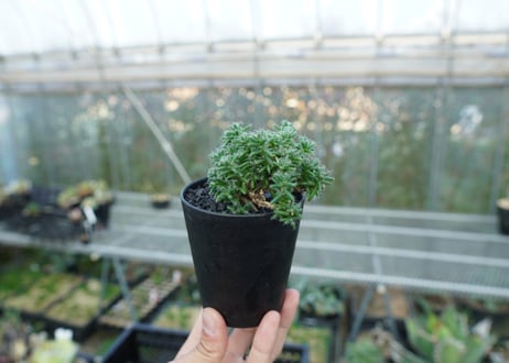 トリコディアデマ ステラツム　Trichodiadema stellatum  No.2