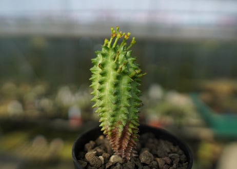 ユーフォルビア　スザンナエ　Euphorbia susannae