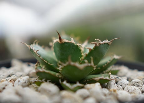 agave　titanota　フィリグリー　№1