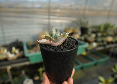 アガベ　チタノタ　ホワイトアイス 　agave titanota whiteice No.1