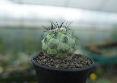 コピアポア　モンタナ 　”妖鬼玉”　Copiapoa montana
