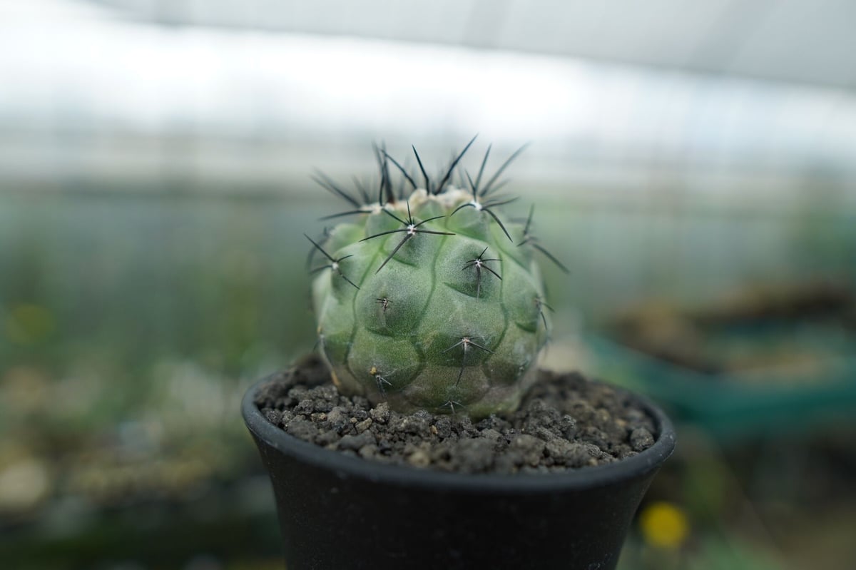 サボテン コピアポア モンタナセッカ コピアポア モンタナ ”妖鬼玉” Copiapoa montana | mana's far