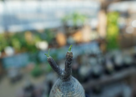 【未発根】パキポディウム　グラキリス　 Pachypodium Gracilius  No.26