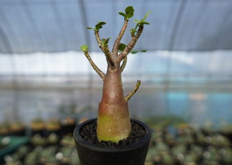 アデニウム　Adenium　No.18