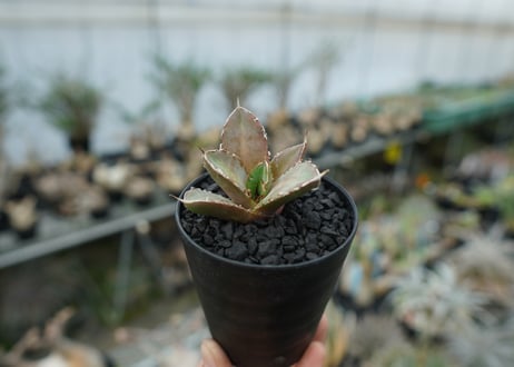 アガベ　チタノタ　鬼爪雪峰  Agave titanota “Onitsume Yukimine” 子株　No.2