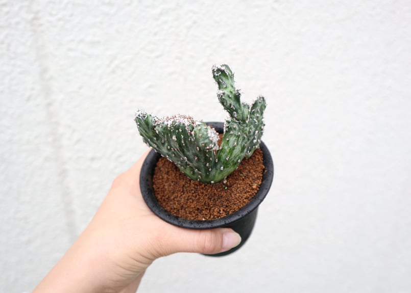 モンビレア 残雪の峰 | mana's farm:塊根植物・アガベ・ドライガーデン