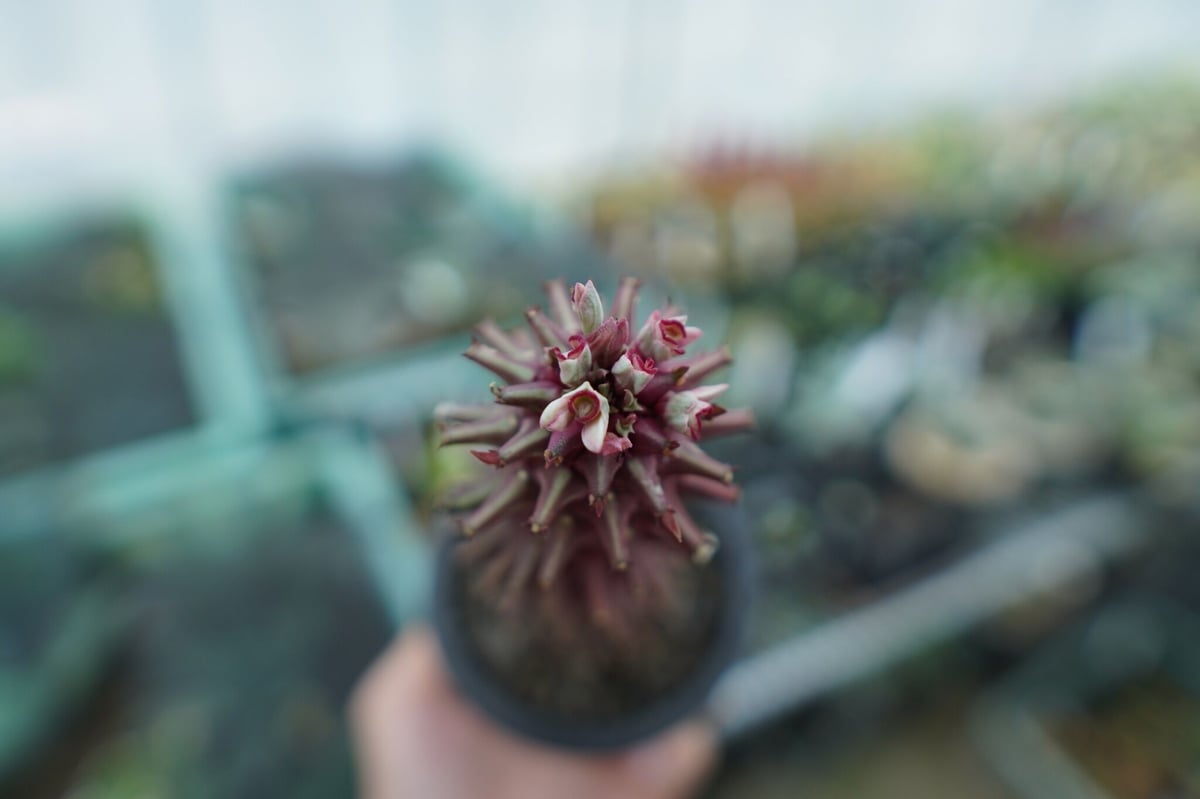 ユーフォルビア モナデニウム シューベイ Euphorbia monadenium schub...