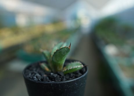 アガベ　チタノタ　 ブラックアンドブルー 　Agave titanota black and blue　No.3
