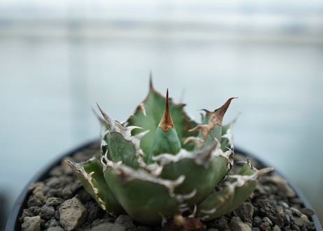 アガベ　チタノタ　FO-76  Agave titanota FO-76　No.1
