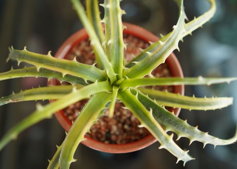 ディッキア　アンダマン　Dyckia 'Samed Rtp'(Andaman)