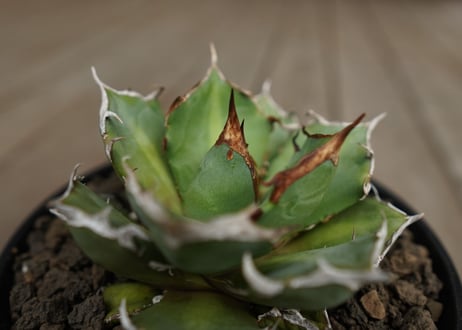 アガベ　チタノタ　鬼爪　雪峰 　Agave titanota “Onitsume Yukimine”