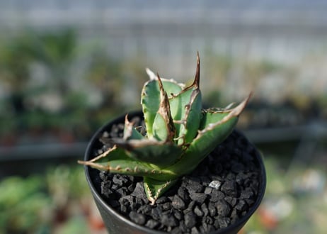 アガベ　チタノタ　MI02　agave titanota MI02