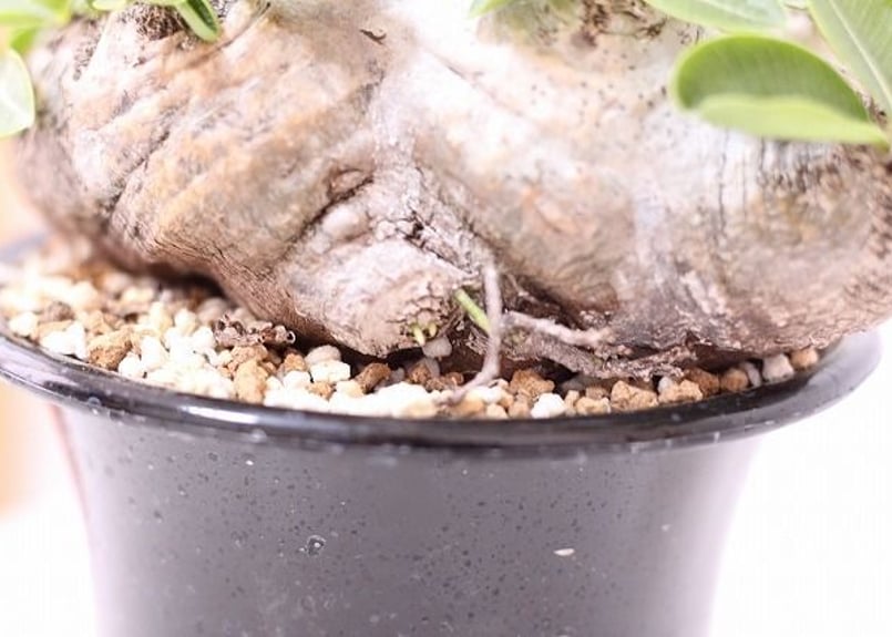 Pachypodium brevicaule パキポディウム ブレビカウレ 恵比寿笑い n