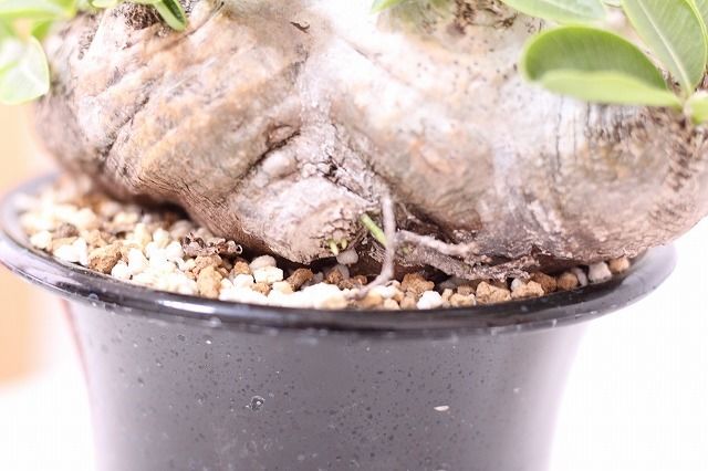 Pachypodium brevicaule パキポディウム ブレビカウレ 恵比寿笑い n